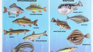 Всичко за рибното уроци за деца и не само.